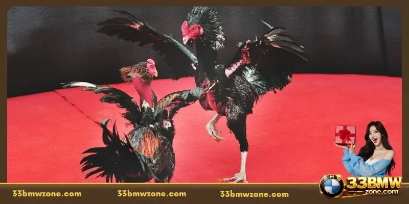 Online Sabong Betting: The Guide to Live Cockfighting